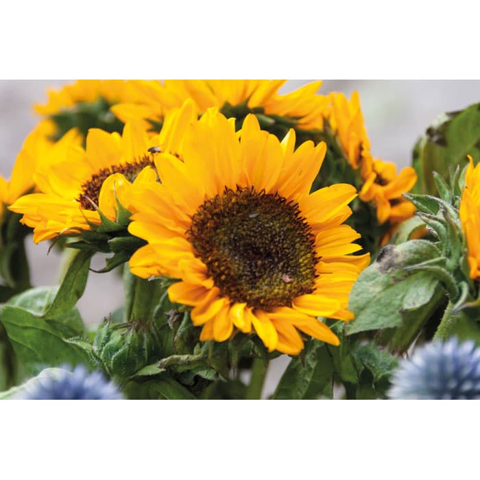 GIRASOL - vista 5