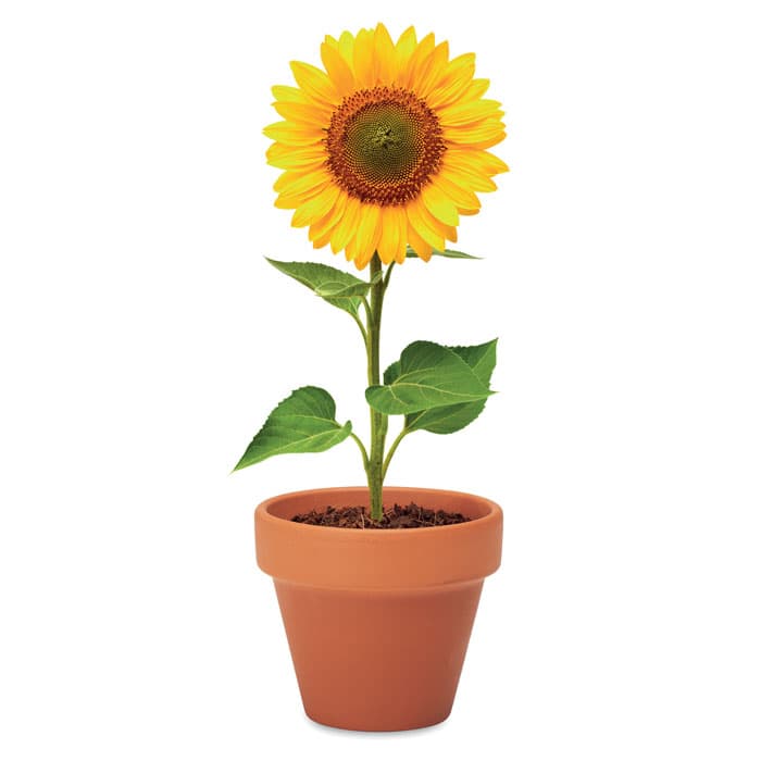 SUNFLOWER - vista 5