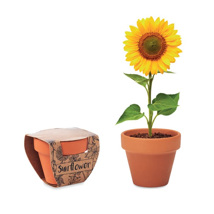 SUNFLOWER - vista 1