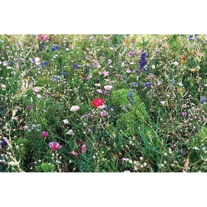SEEDLOPEBEE - vista 3