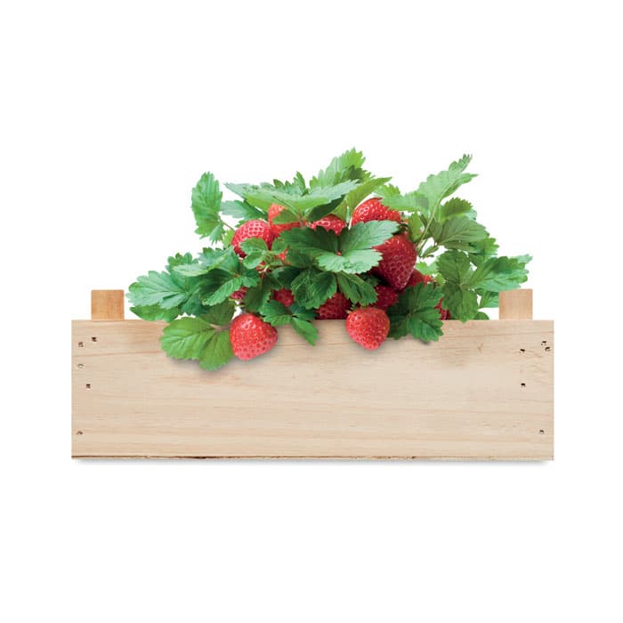 STRAWBERRY - vista 4