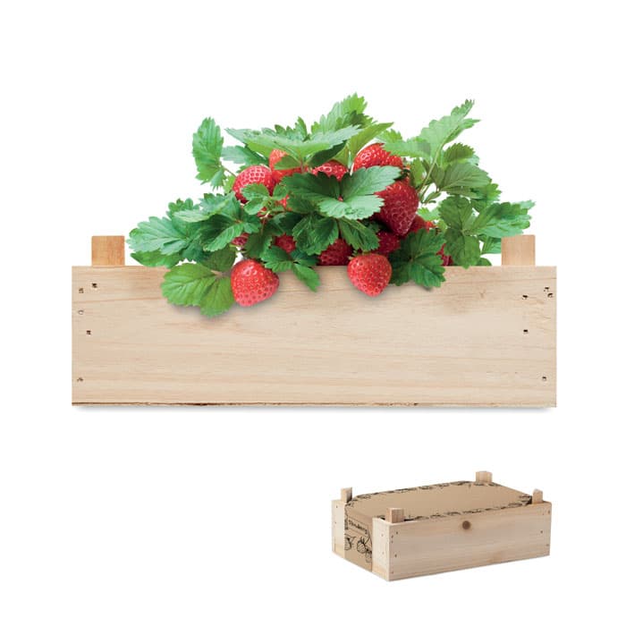 STRAWBERRY - vista 1