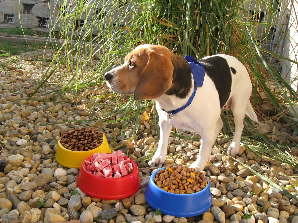 Puppy - vista 2