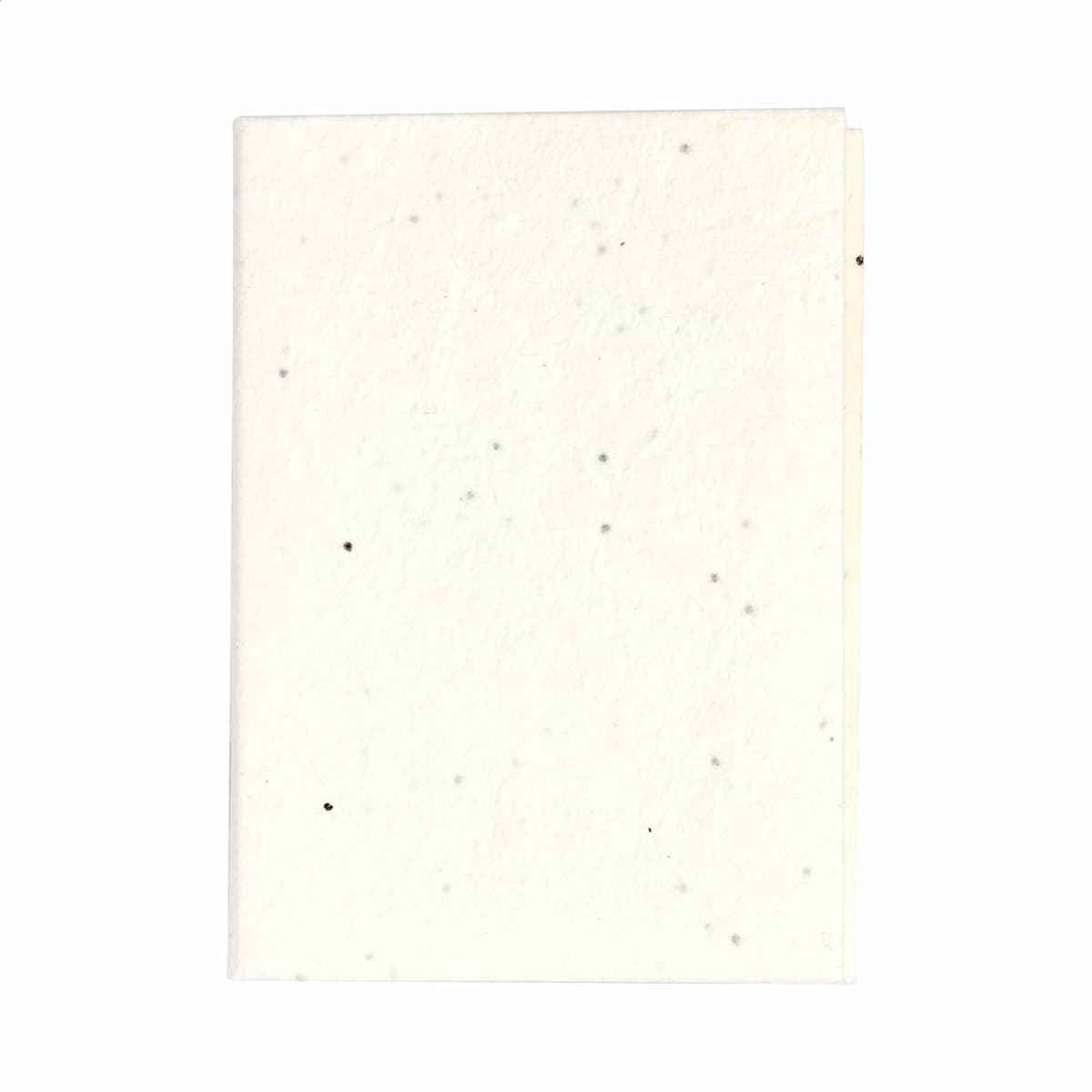 Semilla - vista 3