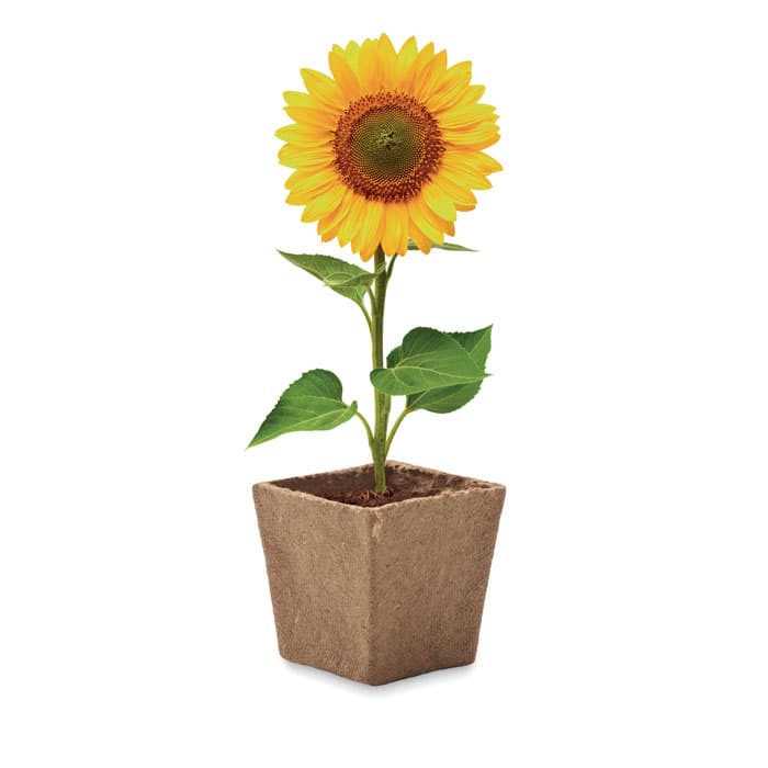 SUNFLOWER KIT - vista 3